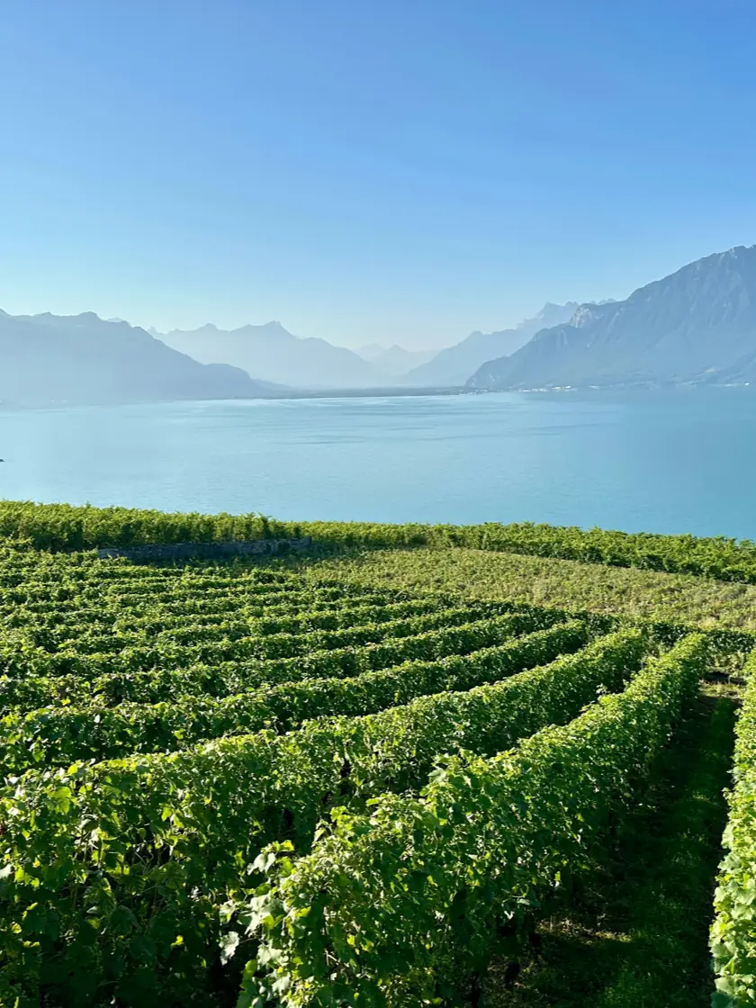 Les vignes de La Côte au-dessus du lac