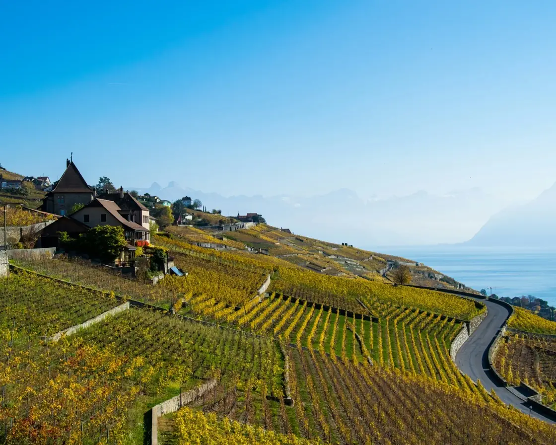 Chemin de vignes longeant le lac